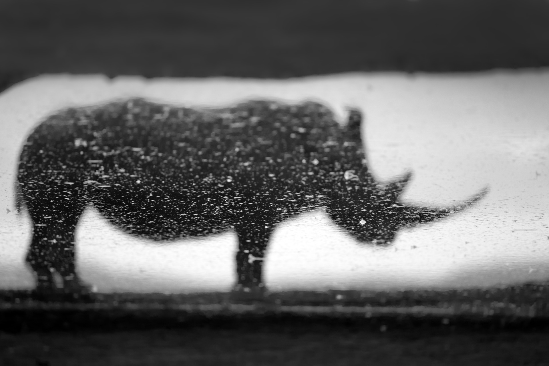 wildportraits-2024
